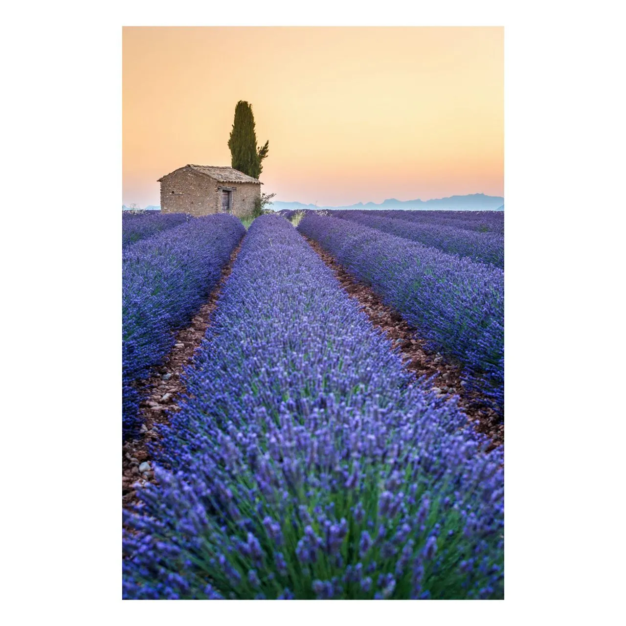 "Stripes of Lavender" | France Photography Print