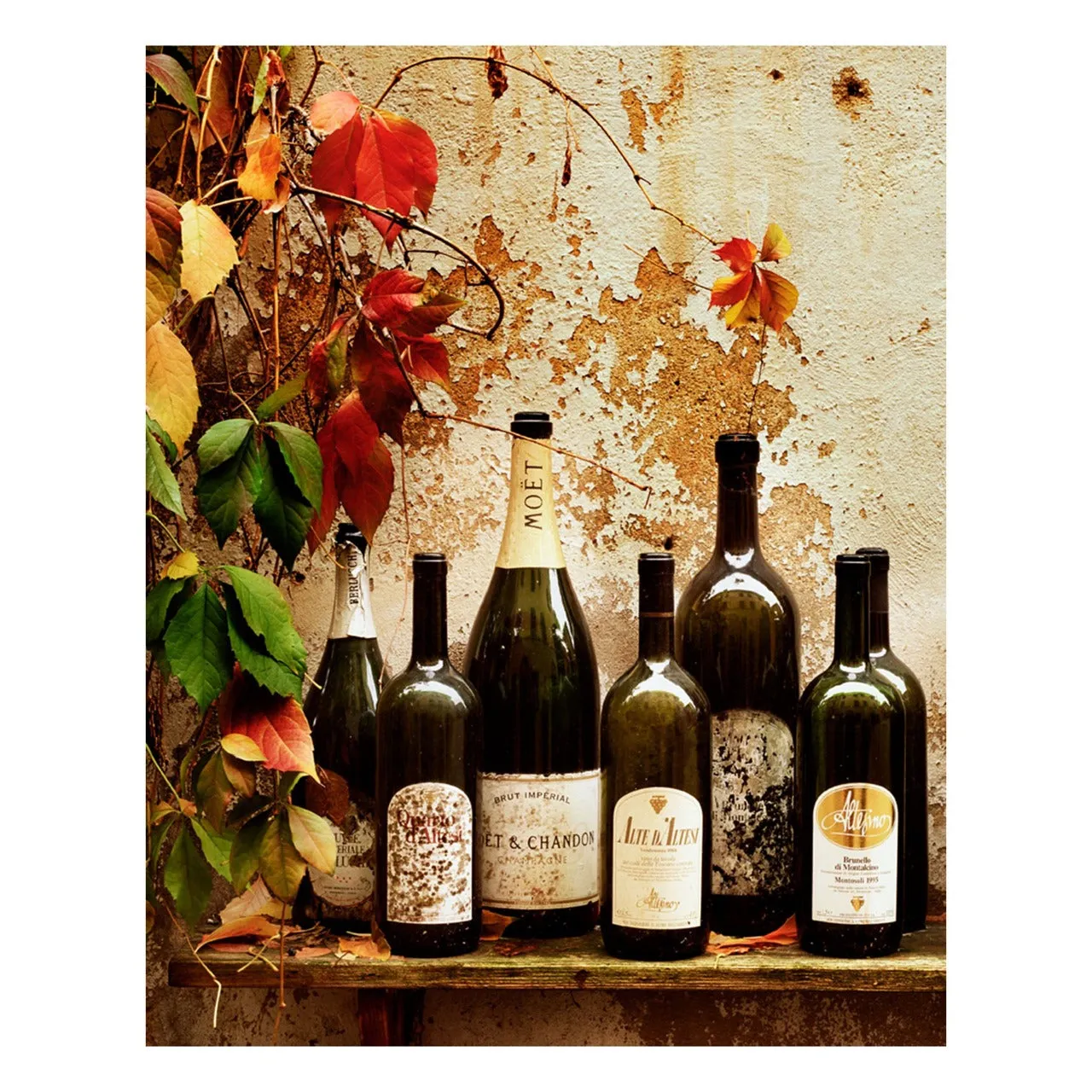 "Wine Harvest" | Italy Photography Print